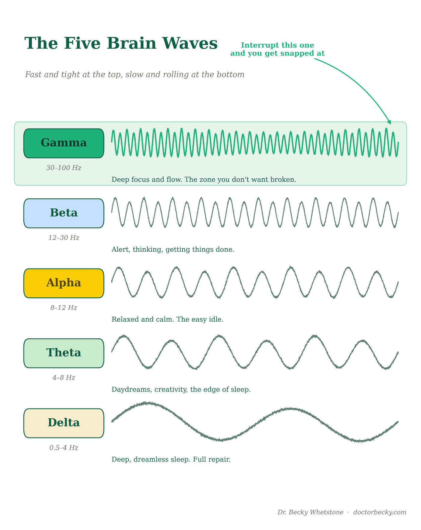 Chart of the five brain waves - delta, theta, alpha, beta and gamma - from slowest to fastest